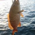 Orange-kissed Snapper Recipe